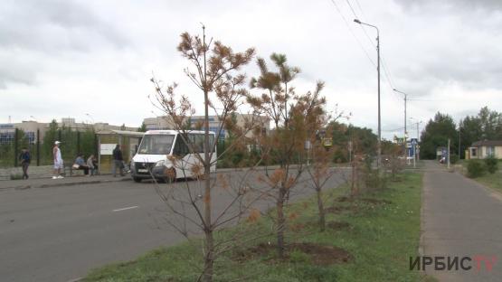 Экологи не могут найти в Павлодаре компенсационные посадки
